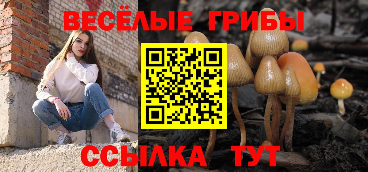 Шуя  Псилоцибиновые грибы Psilocybine cubensis  Вход с VPN 
